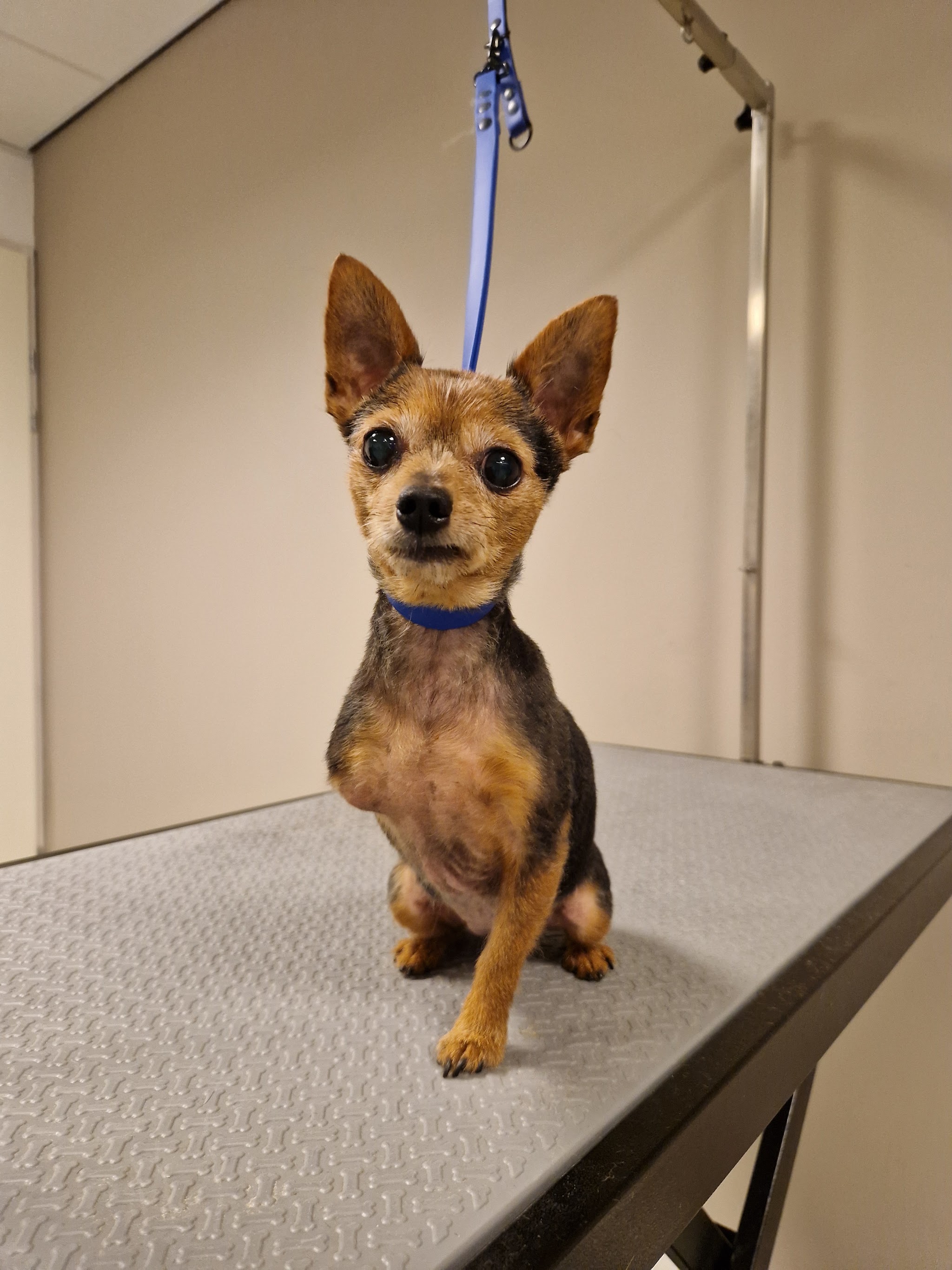 Chihuahua-mix zit pas geknipt op de trimtafel in de salon