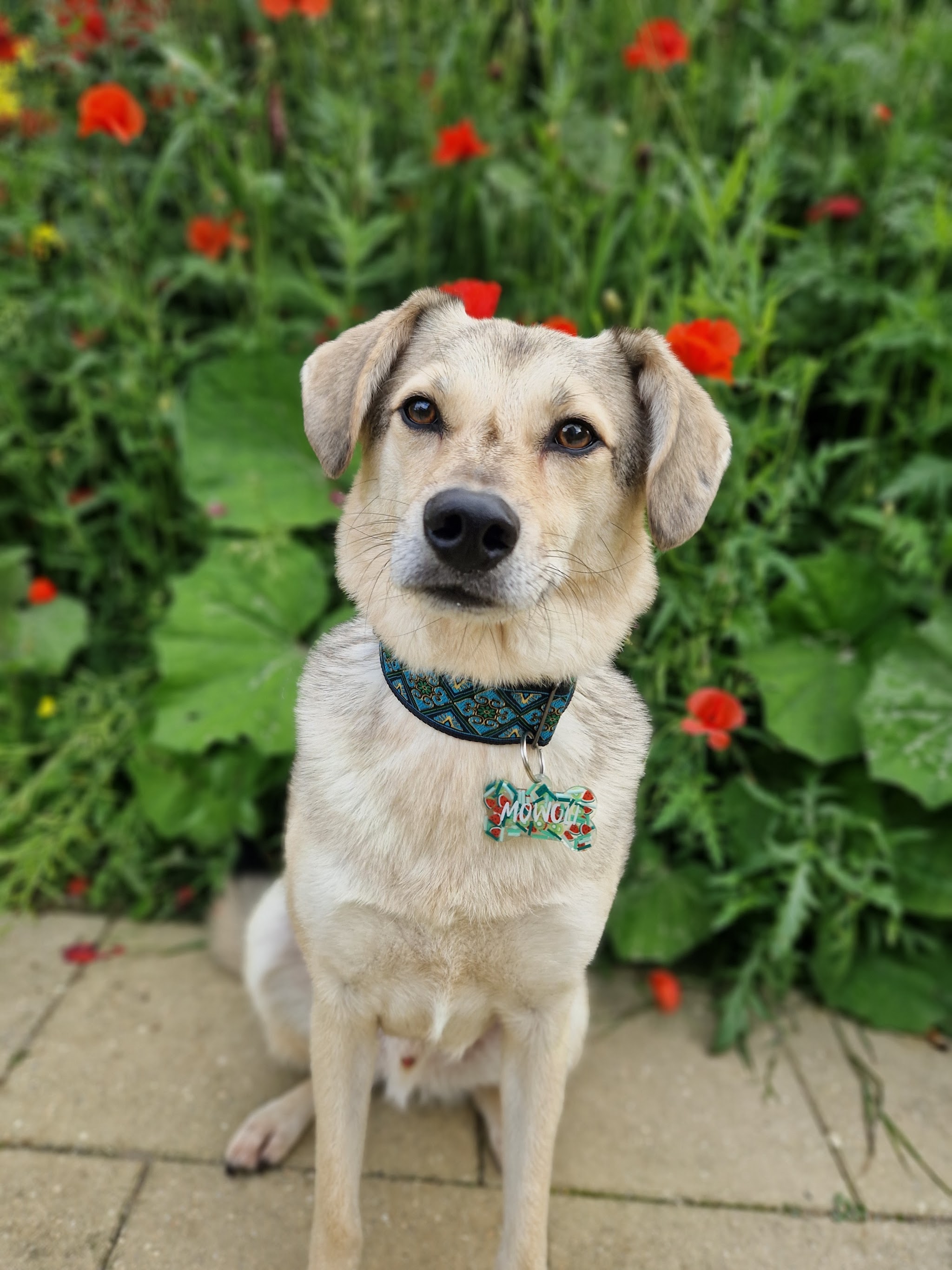 Beige hond met gekleurde halsband zit tussen klaprozen