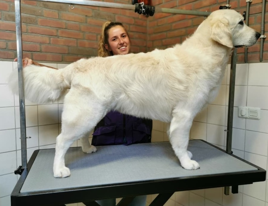 Samantha lacht achter een golden retriever op de trimtafel