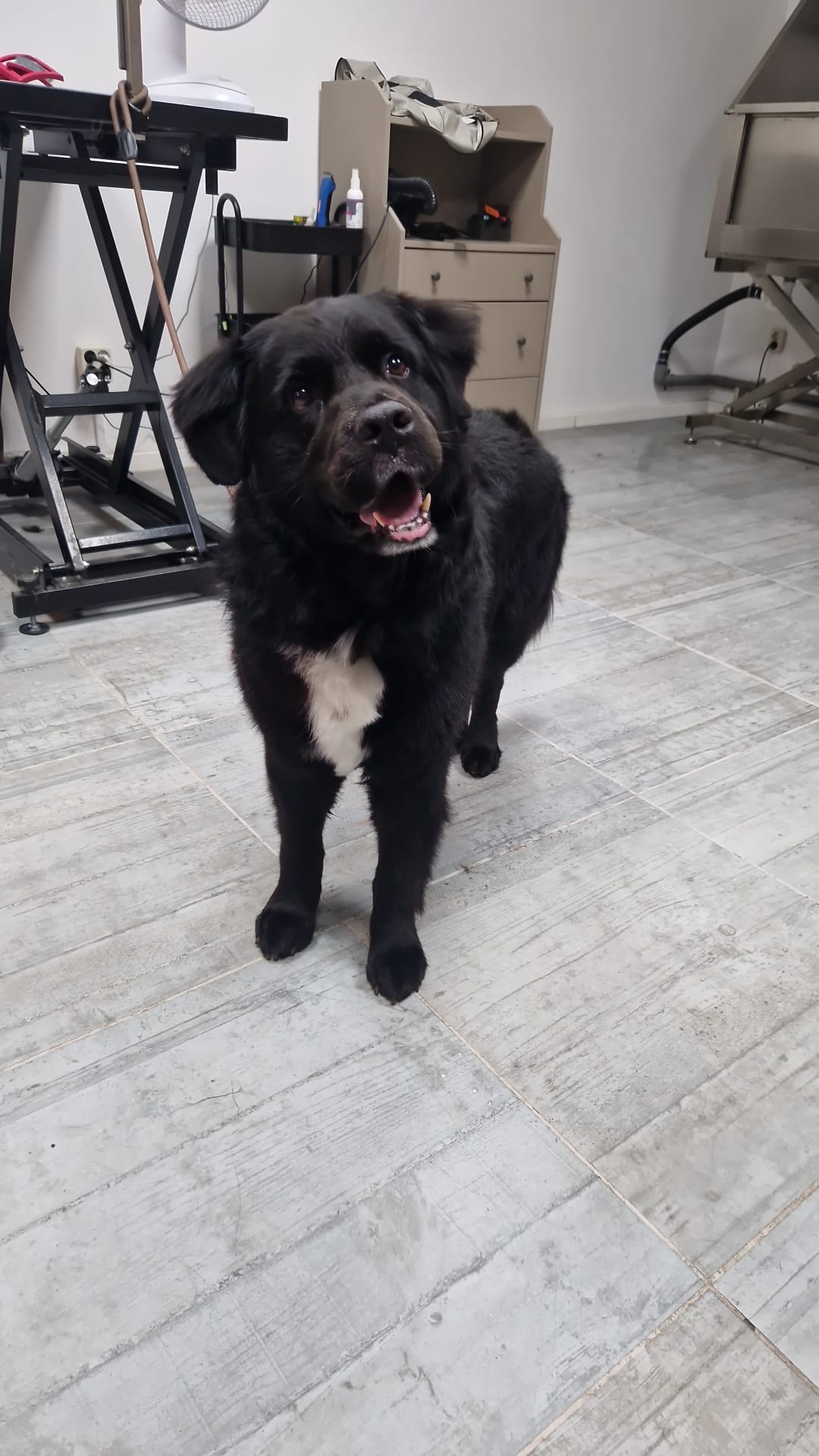 Zwarte hond staat in de salon met de trimtafel op de achtergrond