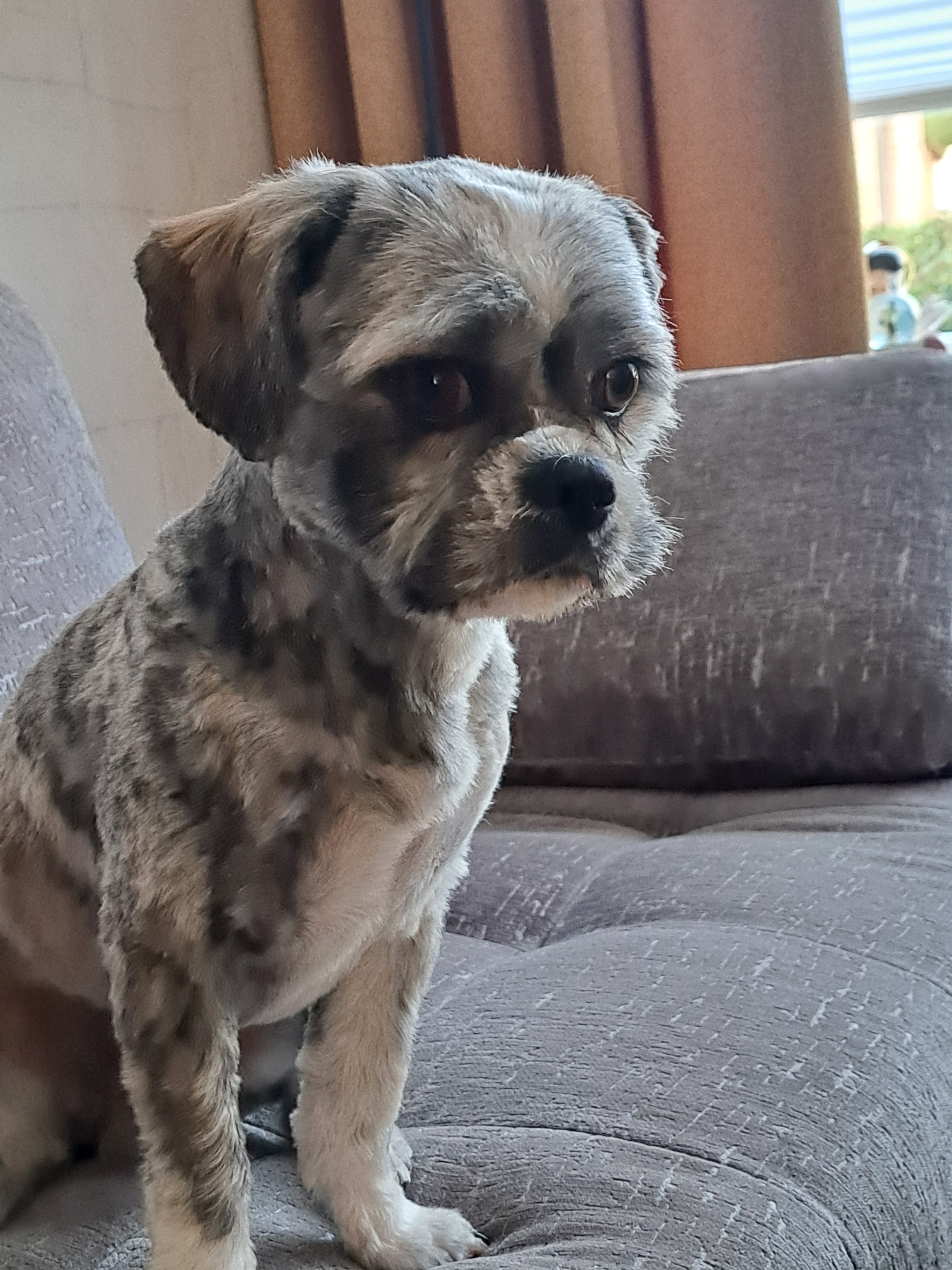 Klein grijs hondje met korte vacht kijkt vanaf de bank