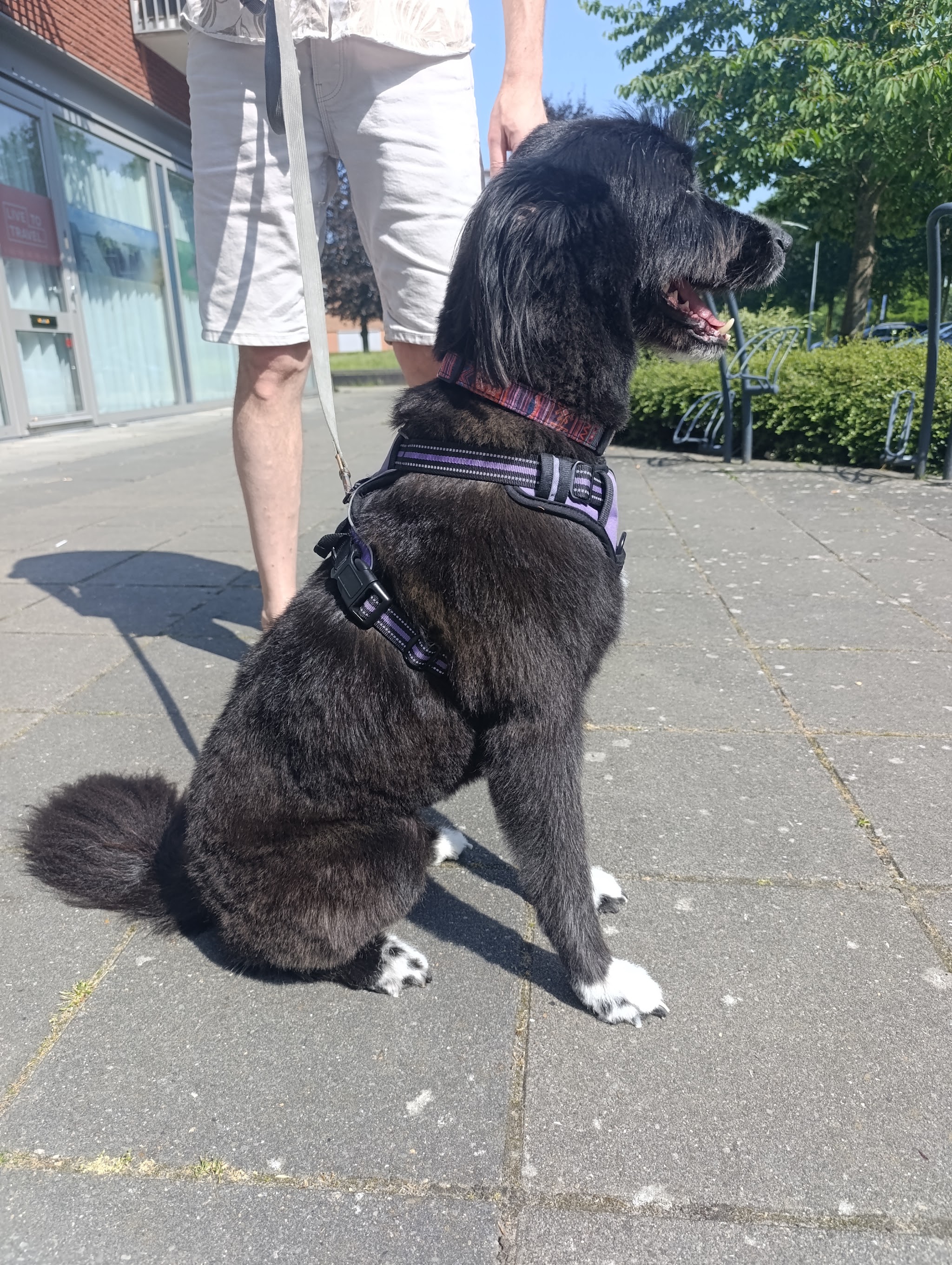 Zwarte hond met tuigje zit buiten op de stoep na de trimbeurt