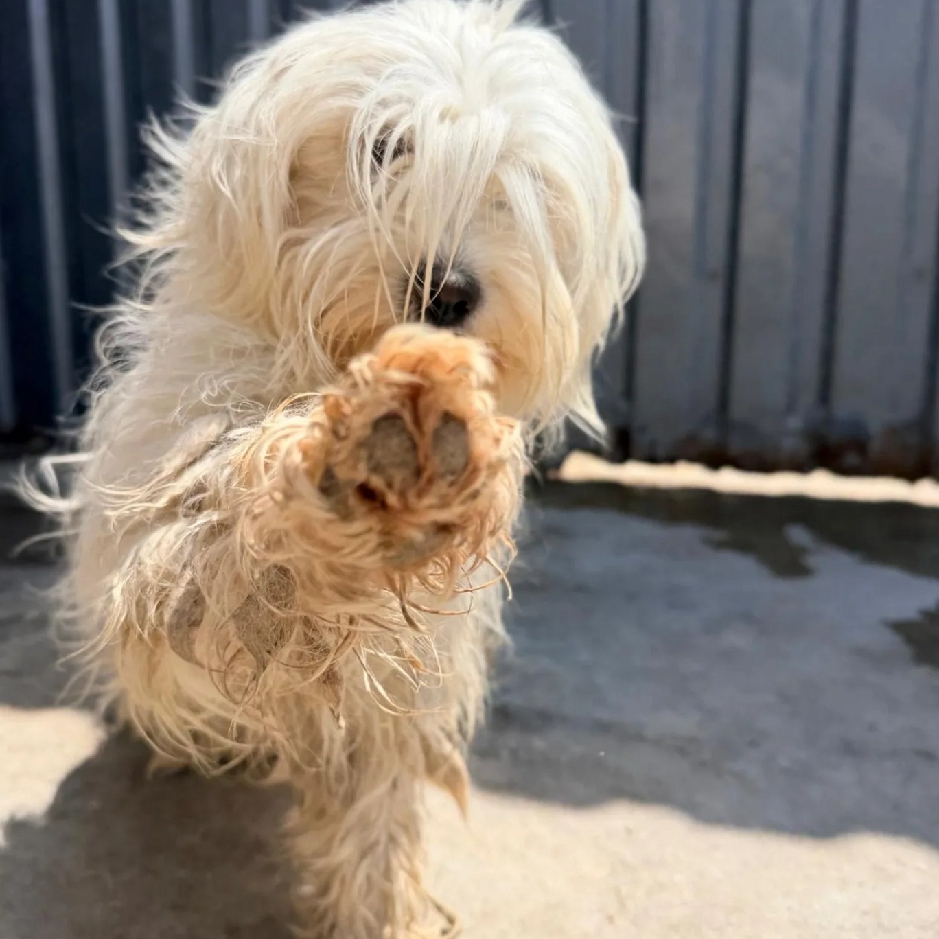 Witte asielhond met klitten in de vacht geeft een poot